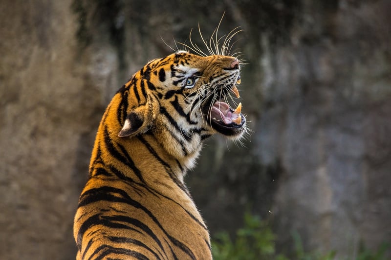 Roar in the 1920s