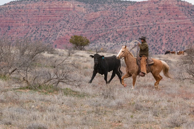 Cowboy Riding Horse